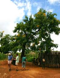 Image result for Pterocarpus rotundifolius