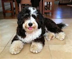 Black Bernese Mountain Dog Poodle Mix Image Result For Bernedoodle Black And White Bernedoodle Puppy Poodle Puppy Bernedoodle