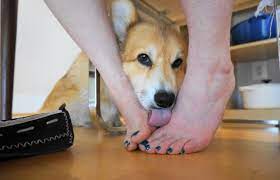 Why Do Dogs Like To Lick Your Feet