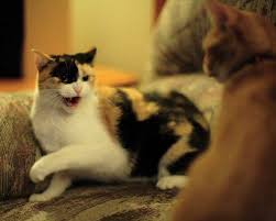 Why Do Cats Start Sleeping In Their Litter Box Beautiful Cats Pictures Cat Pics Beautiful Cat