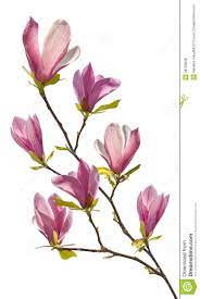 Flowering Branch Of Magnolia Cherry Blossom Art Magnolia Flower Flower Painting