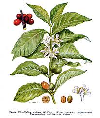 Image result for Coffea ligustroides