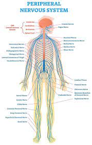 Spinal nerves—one of 31 pairs of nerves that originate on the spinal cord from anterior and posterior roots. Cmt 101 Understanding Cmt The Peripheral Nervous System Cmt Research Foundation