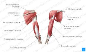 Printable shoulder muscles diagrams to help you study the muscles structure in human's shoulder. Shoulder Muscle Anatomy Anatomy Drawing Diagram
