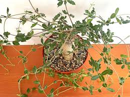 Image result for Fockea angustifolia
