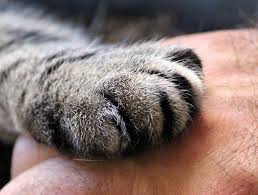 Once an illness strikes, we tend to go into crisis mode and our thinking isn't as clear as it is when we're not. Pet Euthanasia Cat Euthanasia
