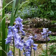 Dec 31, 2019 · there are several ways you can remove the leeches from your pond. How To Remove Leeches From Your Pond Without Chemicals Dengarden