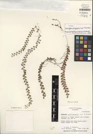 Image result for Platysepalum