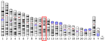 Insulin Wikipedia