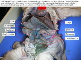 Reading Fetal Pig Dissection Biology Ii Laboratory Manual