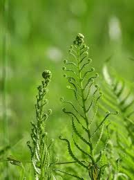 Image result for Cyclosorus interruptus