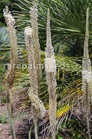 Image result for Emilia transvaalensis