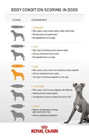 Obesity Is The Number One Nutritional Problem Take Time Out To Observe Your Pets Body Weight And Look At Their Body Score Overweight Pets Suffer From A Multit
