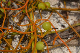 Image result for Cassytha pondoensis