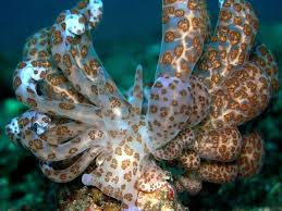 Image result for Phyllorachis