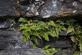 Image result for Asplenium adiantum-nigrum