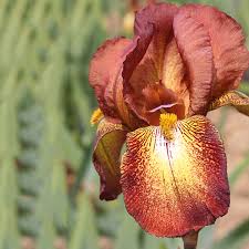 Check spelling or type a new query. Iris Germanica Bare Root Collection From Mr Fothergill S Seeds And Plants