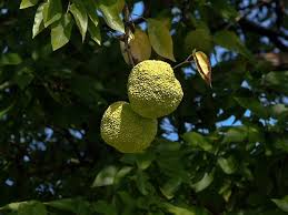 Image result for Maclura