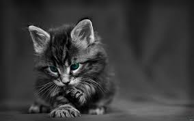Browse 46,587 cute kitten stock photos and images available, or search for cute puppy or kitten to find more great stock photos and pictures. Hd Wallpaper Grayscale Kitten Photography Cat Black White Blue Eyes Baby Wallpaper Flare