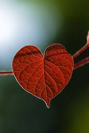Pin By Yuksel Borazan On Hearts In Nature Heart In Nature Beautiful Heart Heart Shapes