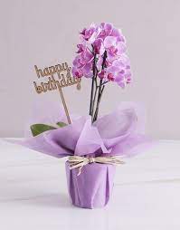 Pink Midi Birthday Orchid In Wrapping Orchid Gifts Rangkaian Bunga Kartu Ulang Tahun Anggrek