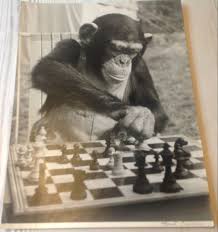 Monkey Playing Chess Bw Photo Chelsea London Art Sketches
