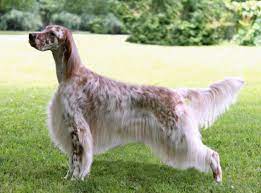 English Setter Dog Breed Information English Setter English Setter Dogs English Setter Puppies