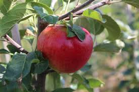 Pommier Santana Malus Domestica Santana