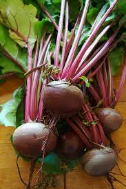 beetroot wikipedia