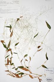 Image result for Panicum trichocladum
