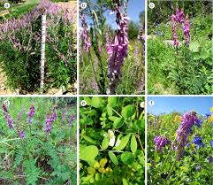 We believe in the power of flowers, gift baskets & all things gifting. Plants Free Full Text Molecular Cytogenetics Of Eurasian Species Of The Genus Hedysarum L Fabaceae Html