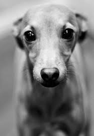 Black And White Italian Greyhound Puppy Black White Line Pictures Of Greyhound Google Search Greyhound Puppy Italian Greyhound Puppies Dogs