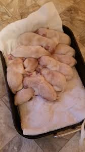 Hopefully this page has answered all of your. Labrador Puppies In Northern Ca Newcastle 95658