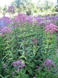 We did not find results for: Gone Gardenin Tips On Growing The Hardy Joe Pye Weed Brandon Sun