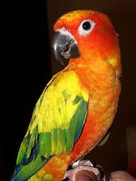 Parrots In India Parrot S Price In India Sun Conure Conure Pet Birds