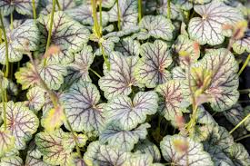 Image result for heuchera americana