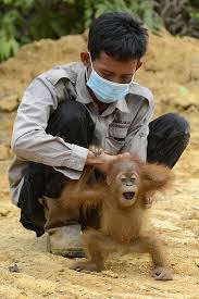 Annesi Acliktan Olen Bebek Orangutan Bebek Orangutan Orangutan Maymunlar