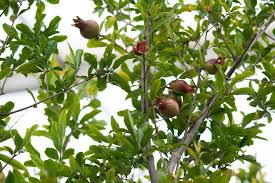 Image result for Punica