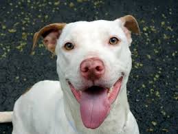 Safe 7 31 13 Manhattan Bella A0972757 Female White Tan Pit Mix 10mos She Is Such A Joy To Watch Bella Walks Nicely On The L Dog Adoption Lap Dogs Lucky Puppy