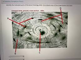 Haversian systems (osteons) are distinctive structural units of compact bone that reflect the developmental and nutritive pattern of its lamellar. Question Completion Status Question 2 Identify The Chegg Com