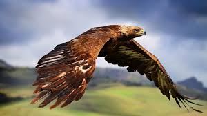 Birds Of Prey Images Download Pin By Himdnihal Himdnihal On Animais Eagle Wallpaper Golden Eagle Eagle In Flight