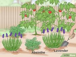 It can keep cats away and make the plants in your garden more green and lush. 4 Ways To Keep Cats Out Of A Garden Wikihow