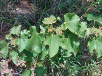 Image result for Thespesia garckeana