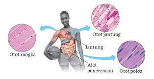 Geser bandul sesuai berat pasien sampai posisi jarum seimbang. 3 Jenis Otot Fungsi Struktur Tipe Cara Kerja Kelainan
