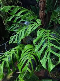 Monstera Epipremnoides Pretty Plants Weird Plants Tropical Plants