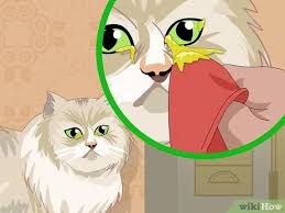 In young kittens, the vaccines are not fully protective until the full series of vaccines are given. How To Treat Feline Upper Respiratory Illness 11 Steps