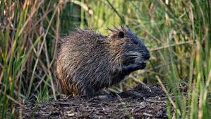 Image result for Nesaea linearis