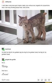 Icant Take It Anymore God Made A Baby Lynx Without Any Regards For Proportions And I Cant Stop Thinking About That Look At This E Mad Hare He Feel Too Big For