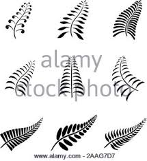 Maori fern tattoo with koru swirls. New Zealand Fern Leaf Tattoo And Logo With Maori Style Koru Design Grouped Stock Vector Image Art Alamy