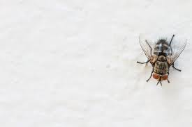 Read recent posts written by our team of pest exterminators. Pest Library Aaa Pest Exterminators Inc